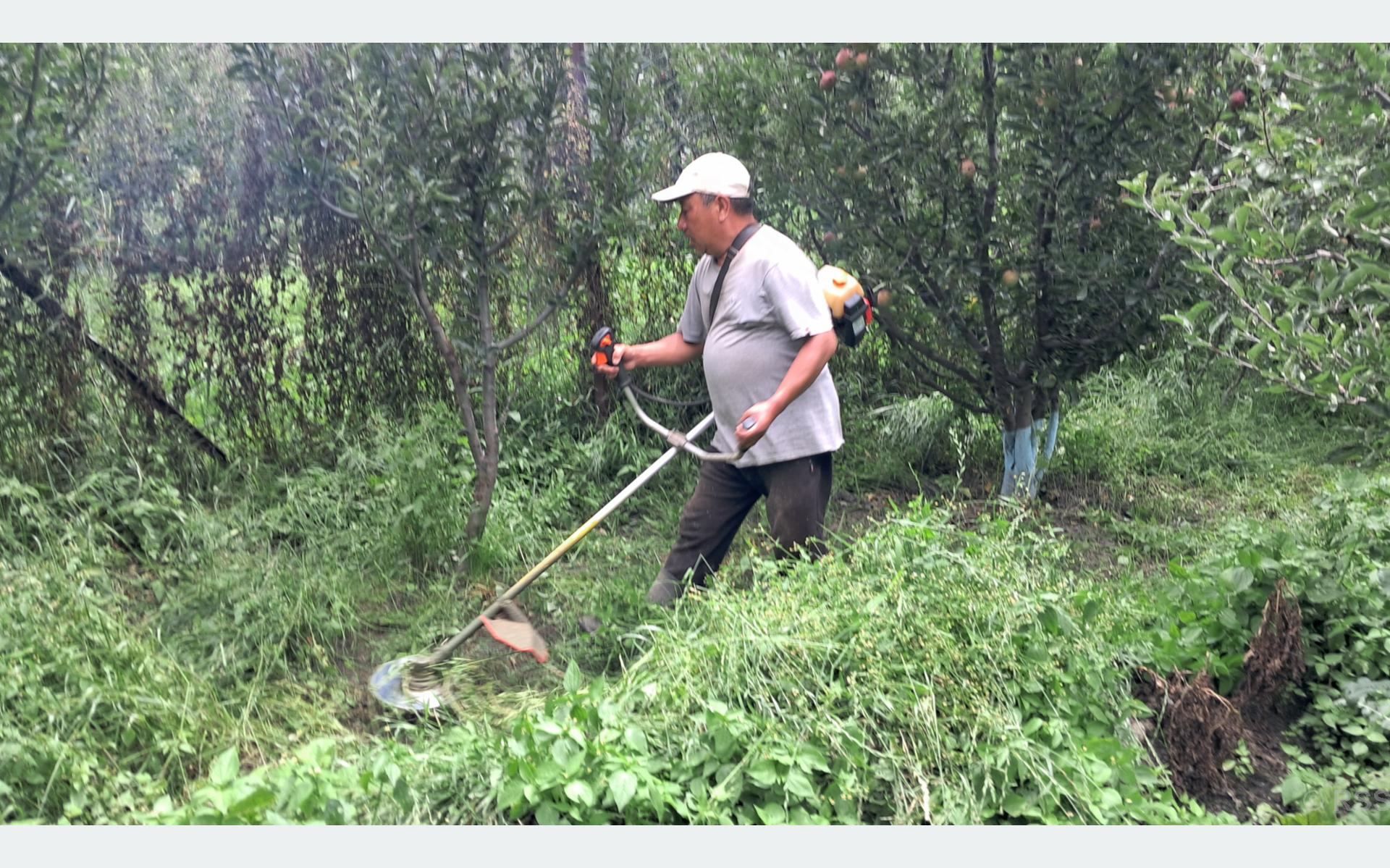 स्याउ बगैँचाभित्र घाँस उत्पादन