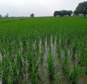 साउन सकिँदा महोत्तरीमा करिब ७५ प्रतिशत रोपाइँ