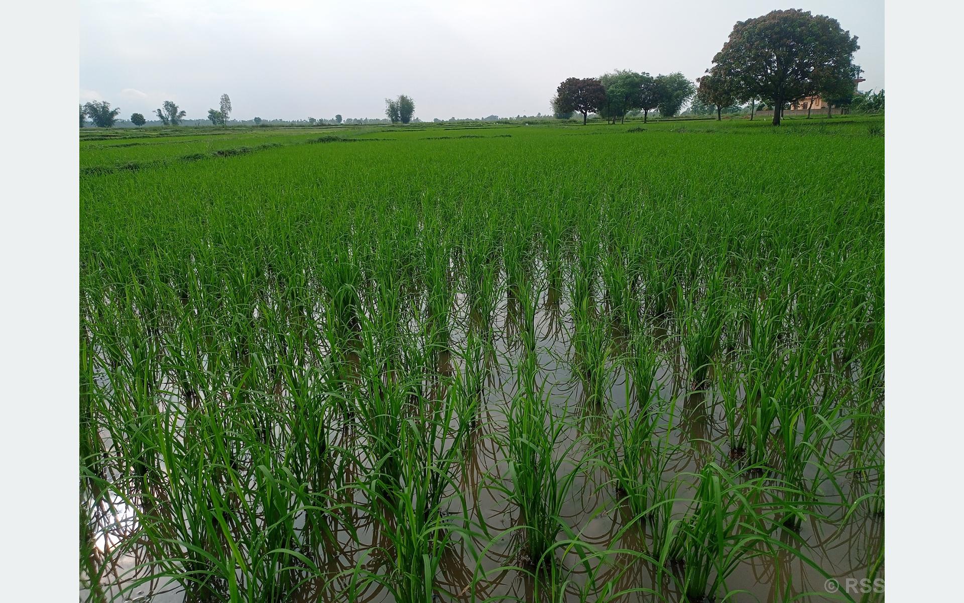 साउन सकिँदा महोत्तरीमा करिब ७५ प्रतिशत रोपाइँ