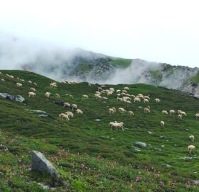 दहबुकी खर्कको चरन क्षेत्रमा भेडाका बथान