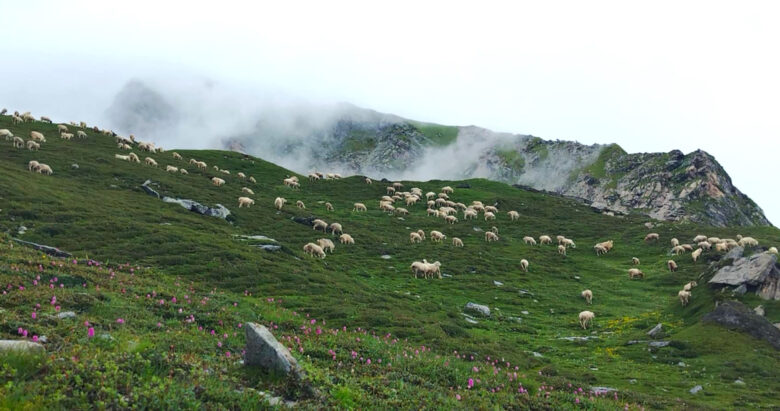 दहबुकी खर्कको चरन क्षेत्रमा भेडाका बथान