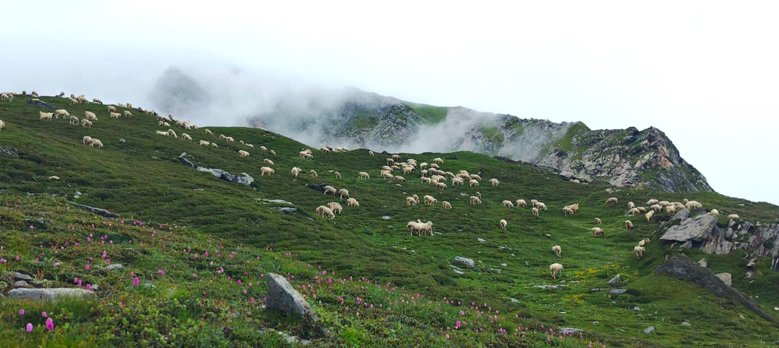दहबुकी खर्कको चरन क्षेत्रमा भेडाका बथान