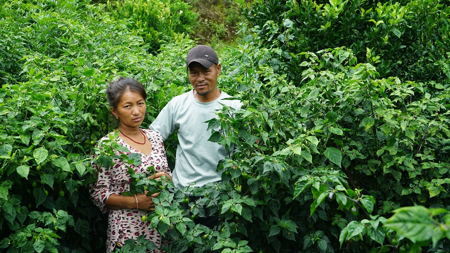 अकबरेखेती गरेका किसानलाई बजारको चिन्ता