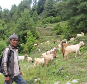 ‘बाख्रापालनबाट मिल्यो सफलता’