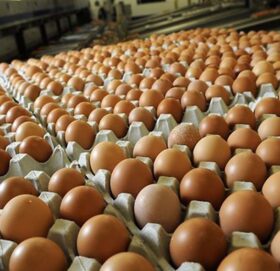 एक वर्षमा एउटै फार्मबाट ११ करोड अण्डा उत्पादन