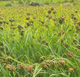 ‘कोदो उत्पादनका लागि कृषकलाई प्रोत्साहन र जमिन बाँझो नराख्ने नीति चाहिन्छ’