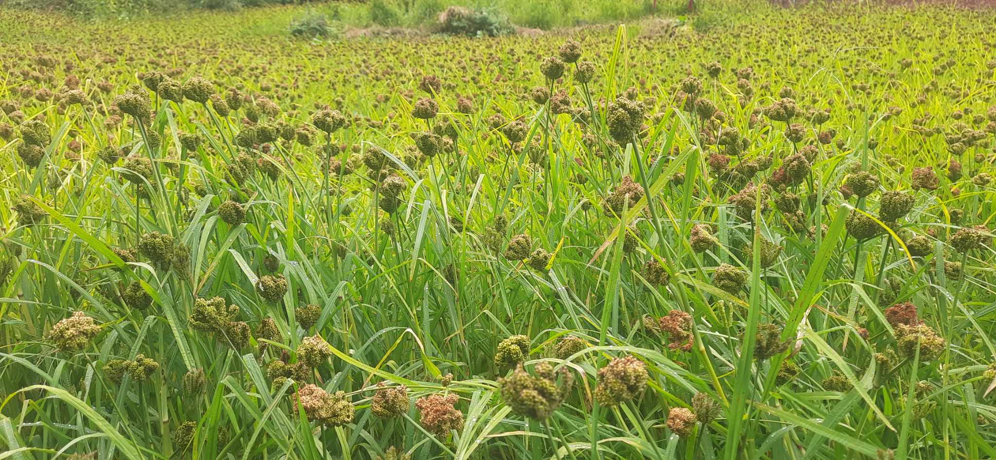 ‘कोदो उत्पादनका लागि कृषकलाई प्रोत्साहन र जमिन बाँझो नराख्ने नीति चाहिन्छ’