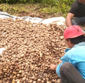 अब आलु खेतीको पनि बीमा