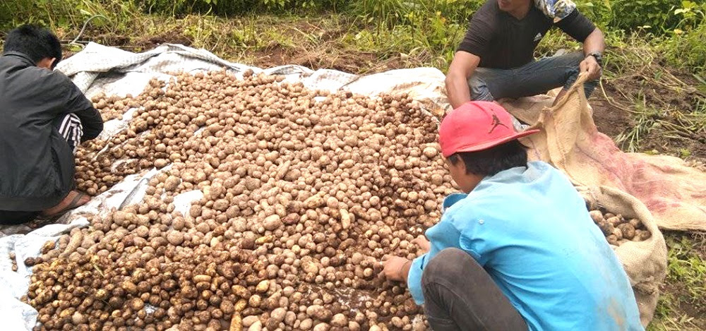 अब आलु खेतीको पनि बीमा