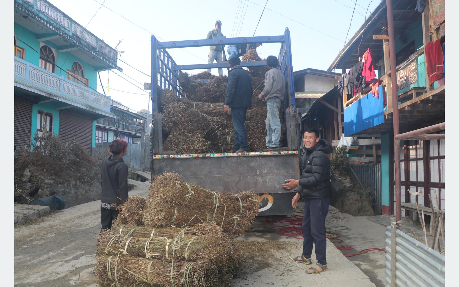 चिराइतो बिक्री नहुँदा किसान चिन्तित